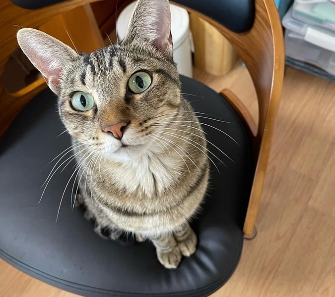 猫ちゃん紹介